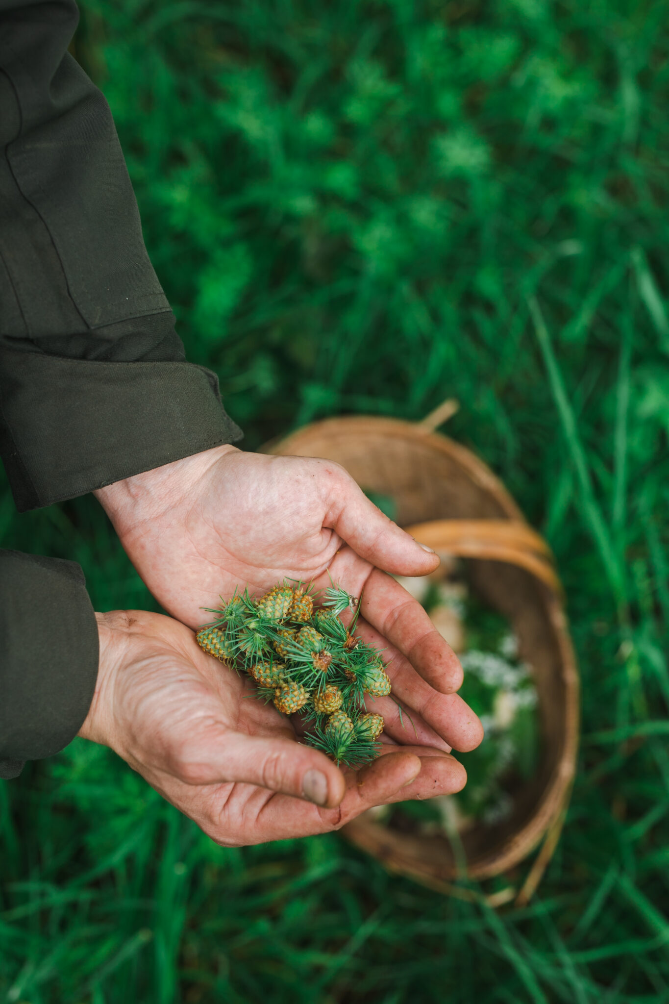 Taste the Trees and Learn Wild Foods of spring