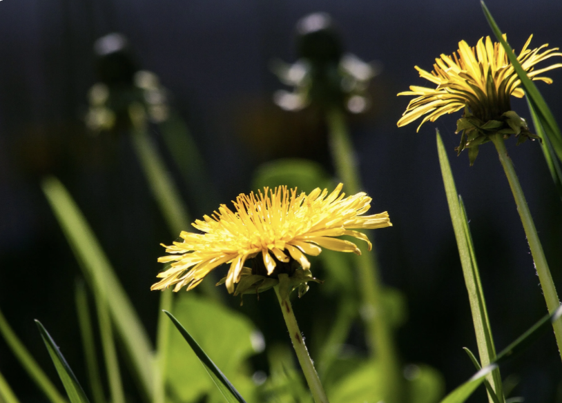 The Healing Herbalist Spring Foraging and Wild Medicine Walk & Lunch